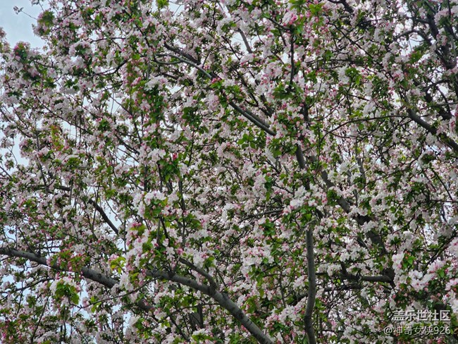 【拈花拾趣】密集的花