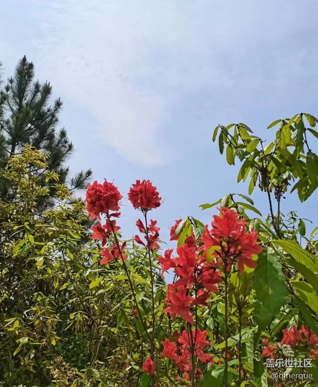 【春色撩人】杜鵑花