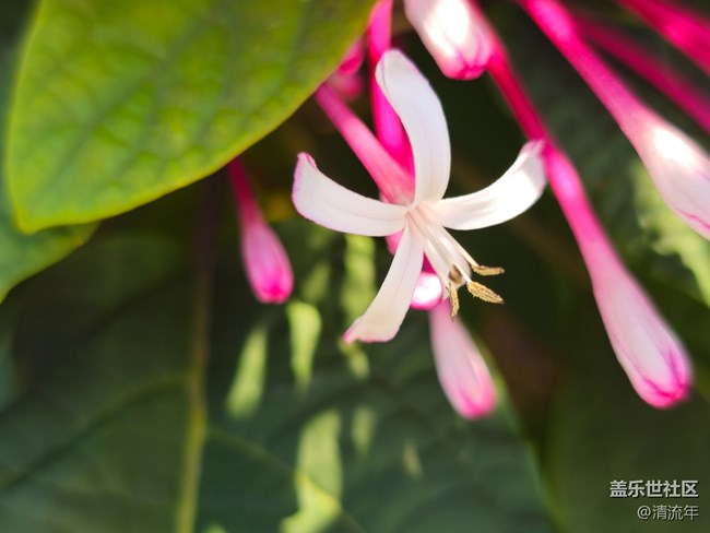 【Galaxy影像】#踏青+春游