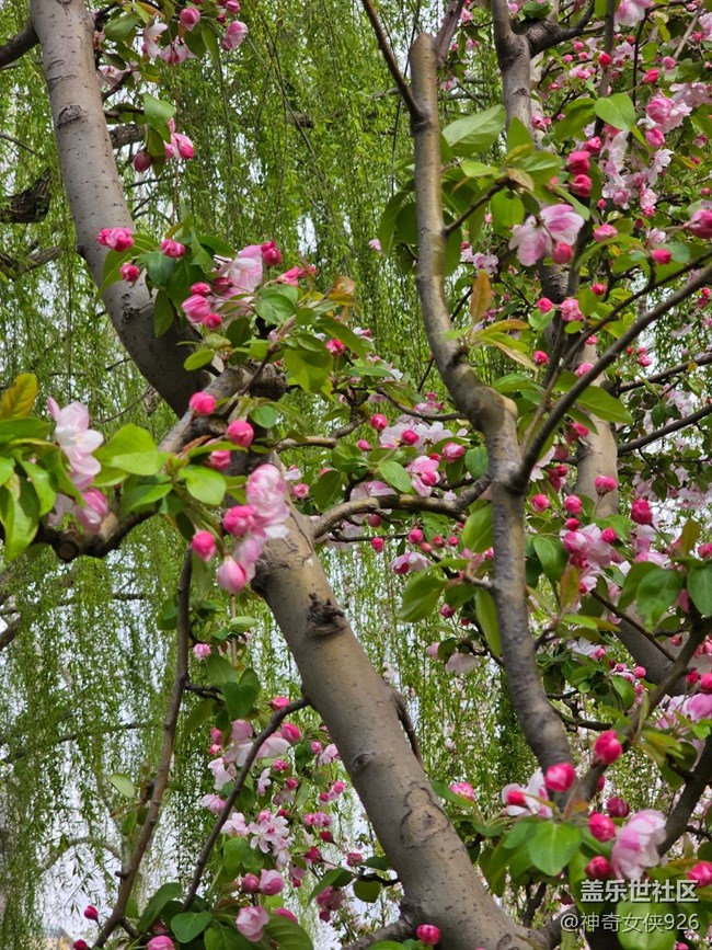 【拈花拾趣】珠花