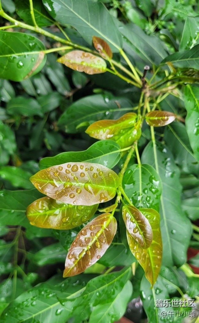 【春日盛景】雨后