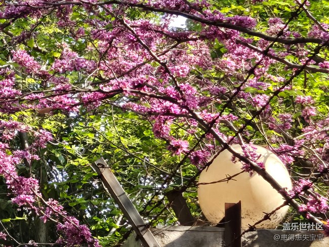 #擁抱大自然——賞花