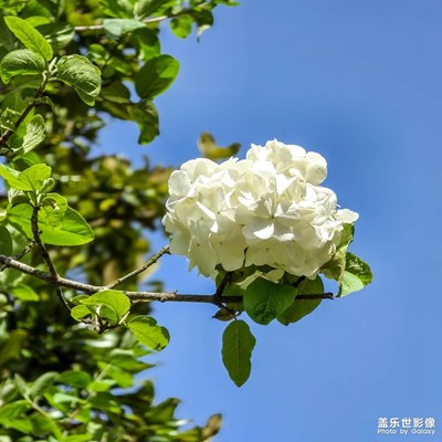 春日花兒掛枝頭??