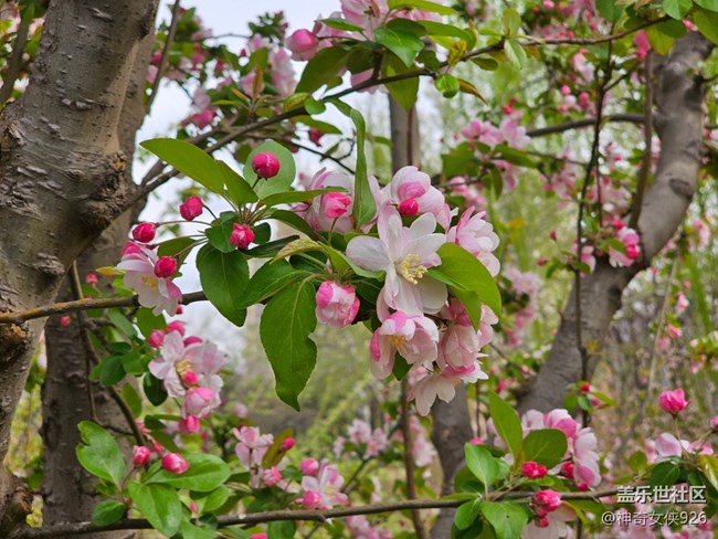 【拈花拾趣】珠花