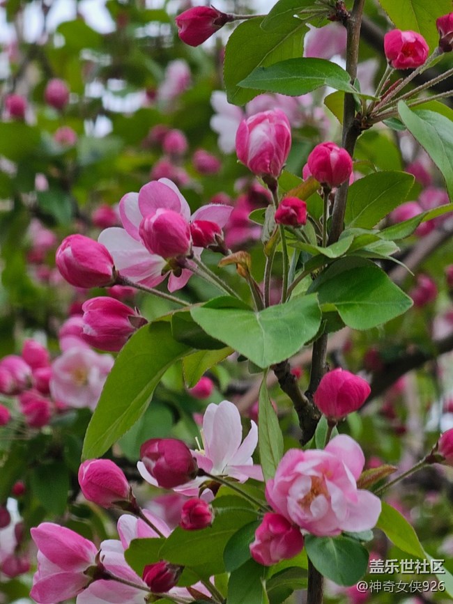 【拈花拾趣】待放