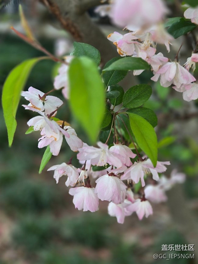 #擁抱大自然——垂絲海棠