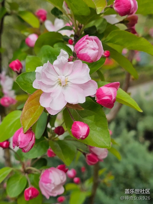 【拈花拾趣】見花心開