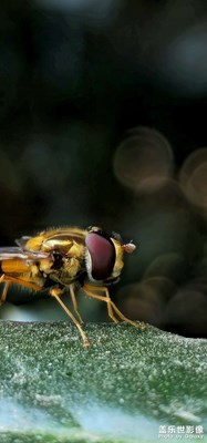 Galaxy S23 Ultra【瞬間的永恒】