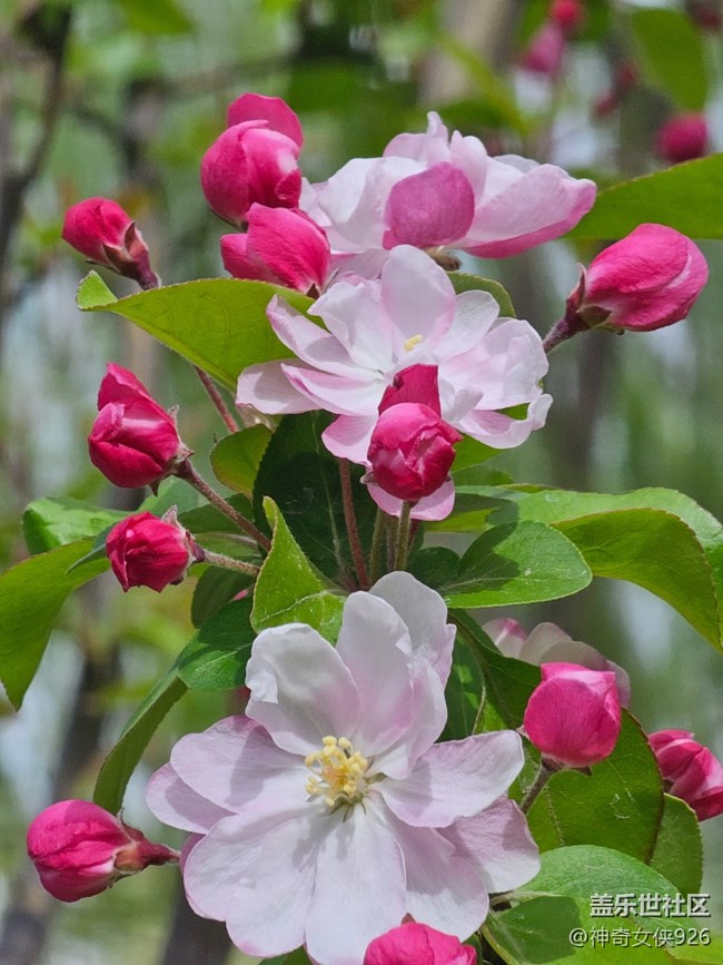 【拈花拾趣】見花心開