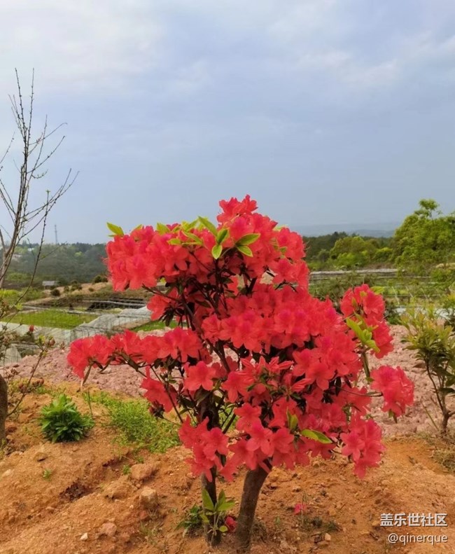 【春色撩人】杜鵑花