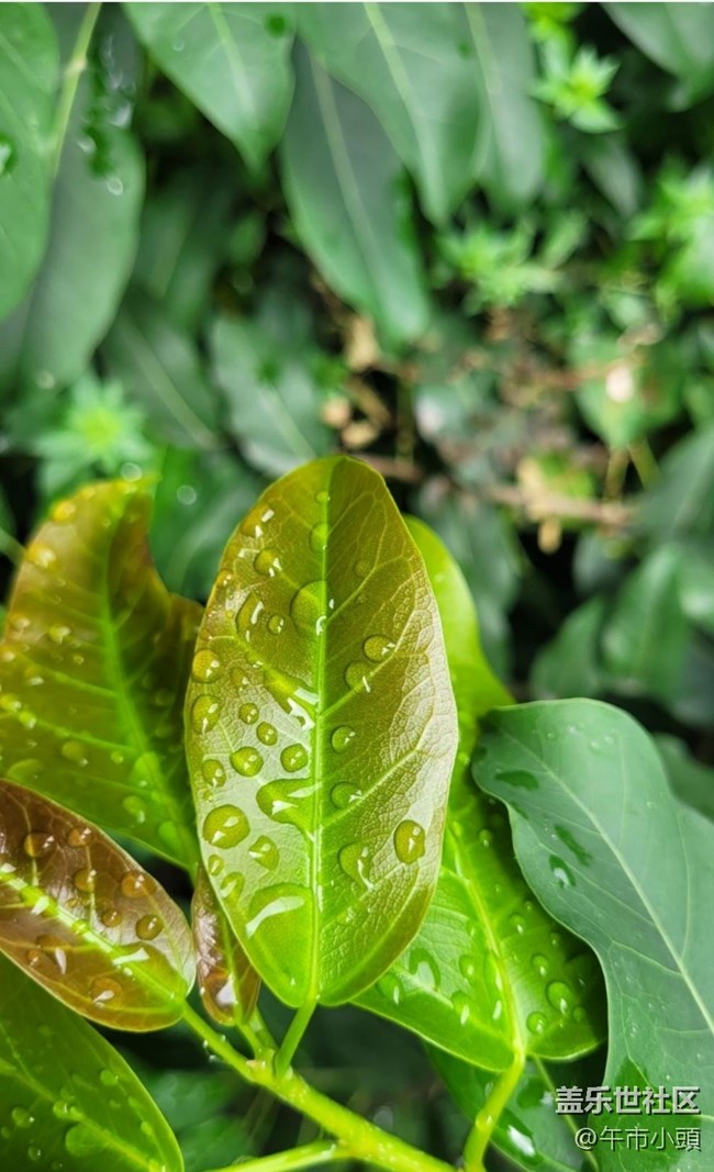 【春日盛景】雨后