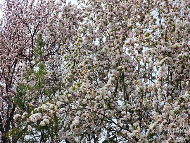 【拈花拾趣】密集的花