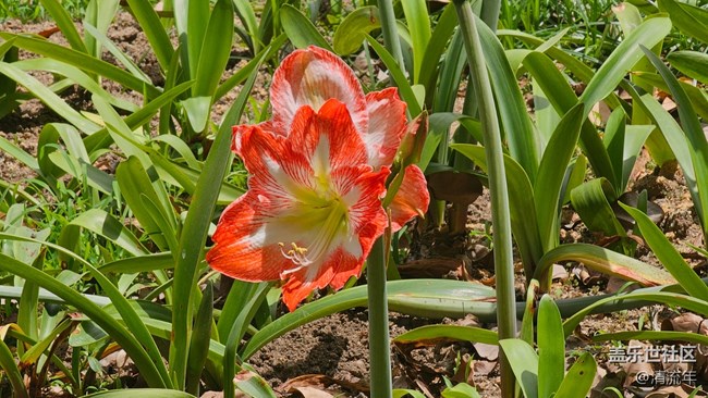 【花花世界】朱頂紅
