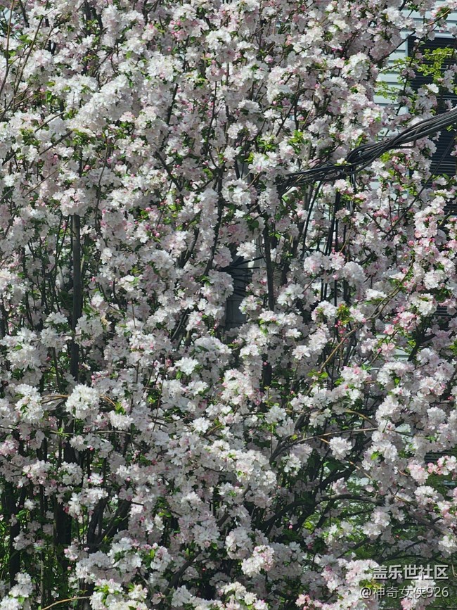【拈花拾趣】密集的花