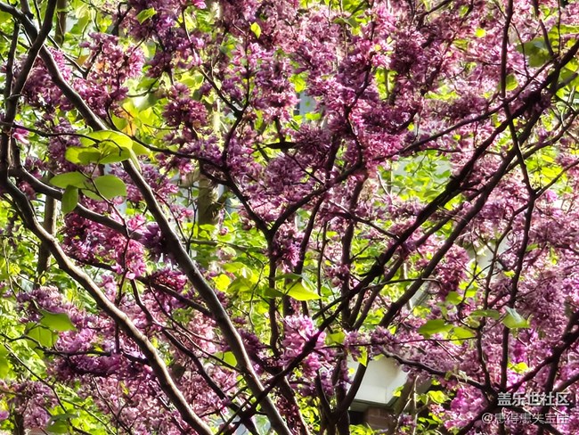 #擁抱大自然——賞花