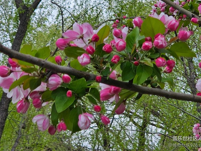 【拈花拾趣】待放