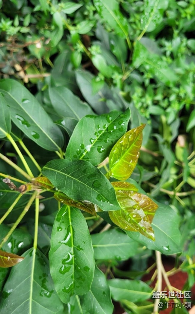 【春日盛景】雨后