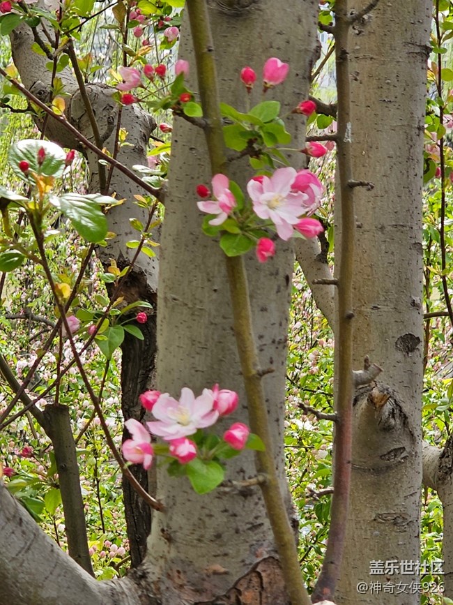 【拈花拾趣】迎風(fēng)綻放