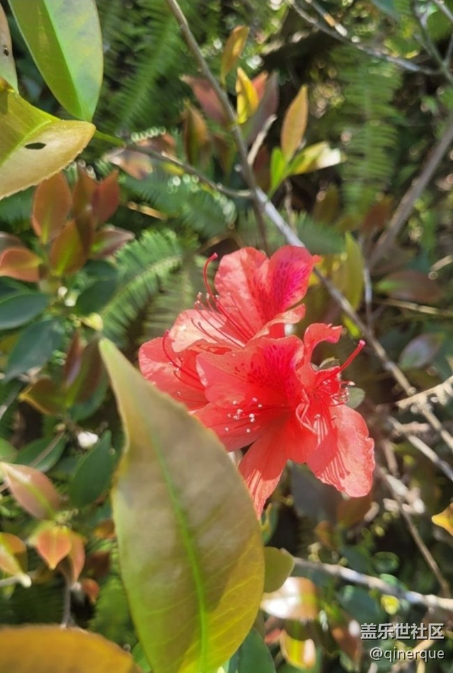 【春日盛景】映山紅