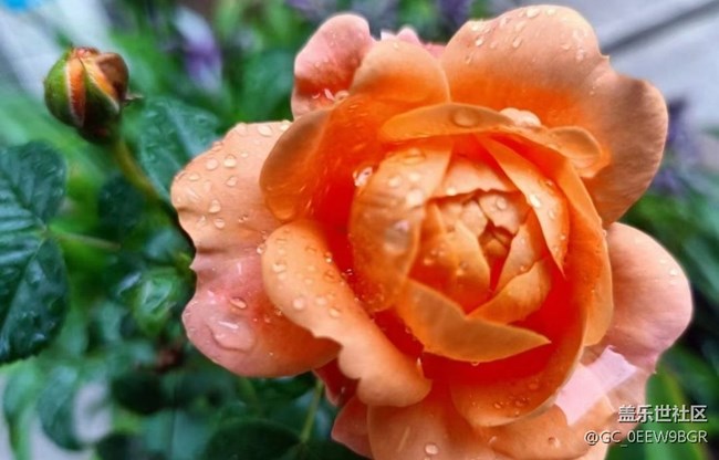 【春日盛景】花有約