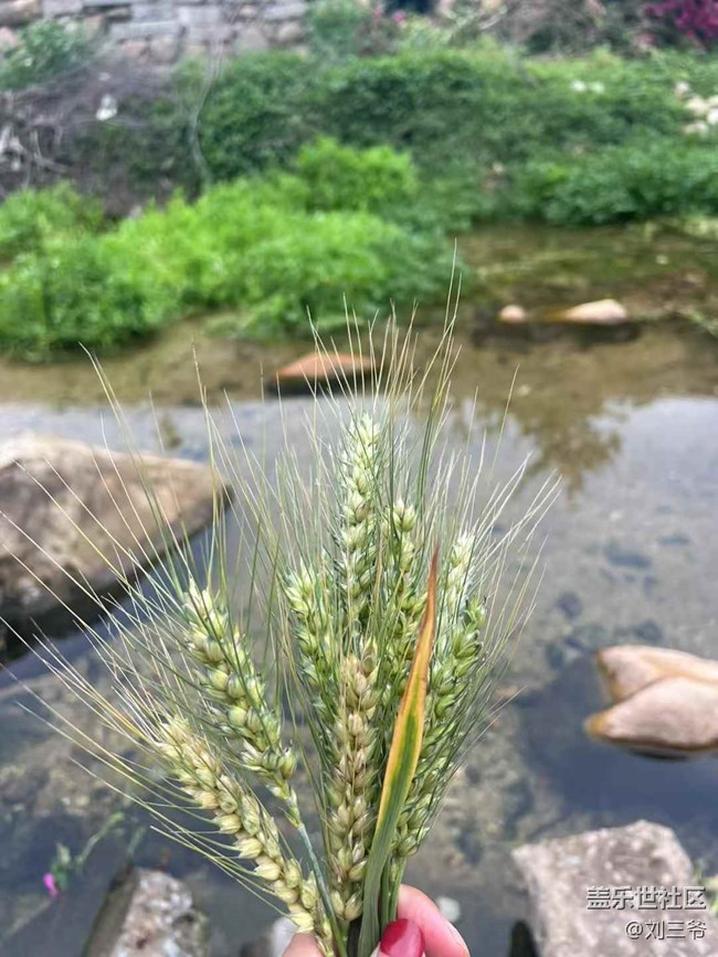 【春天的故事】鄉(xiāng)野春日，邂逅美好