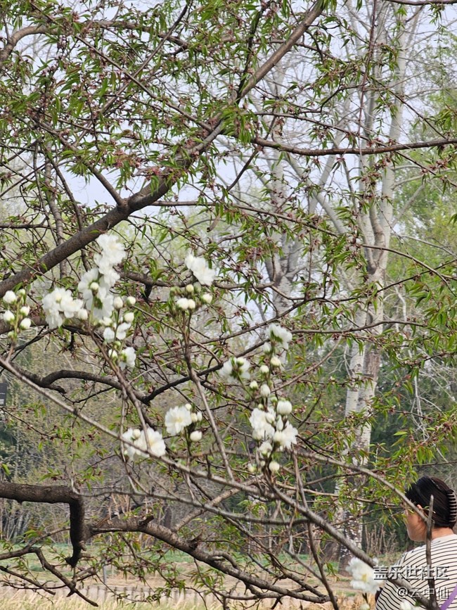 【拈花拾趣】隨手拍花