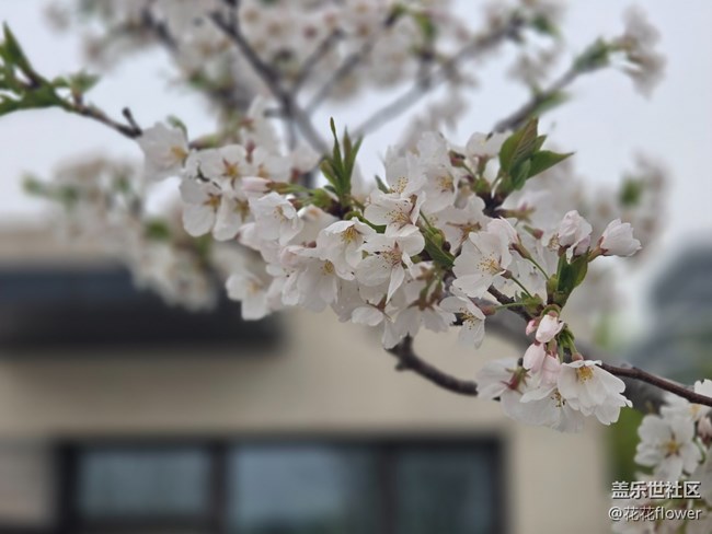 #擁抱大自然——白色櫻花