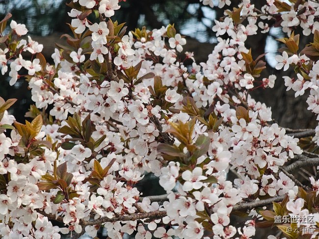 【拈花拾趣】花叢間間