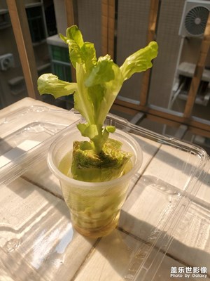 【慢想時(shí)光】向陽的生菜