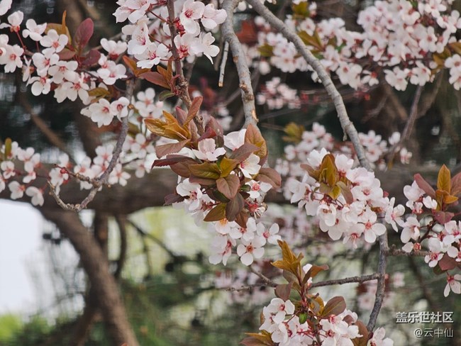 【拈花拾趣】花叢間間