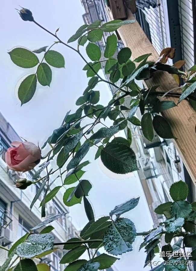 【春日盛景】花有約