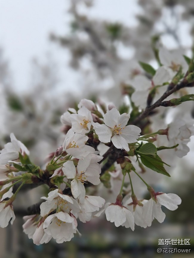 #擁抱大自然——白色櫻花