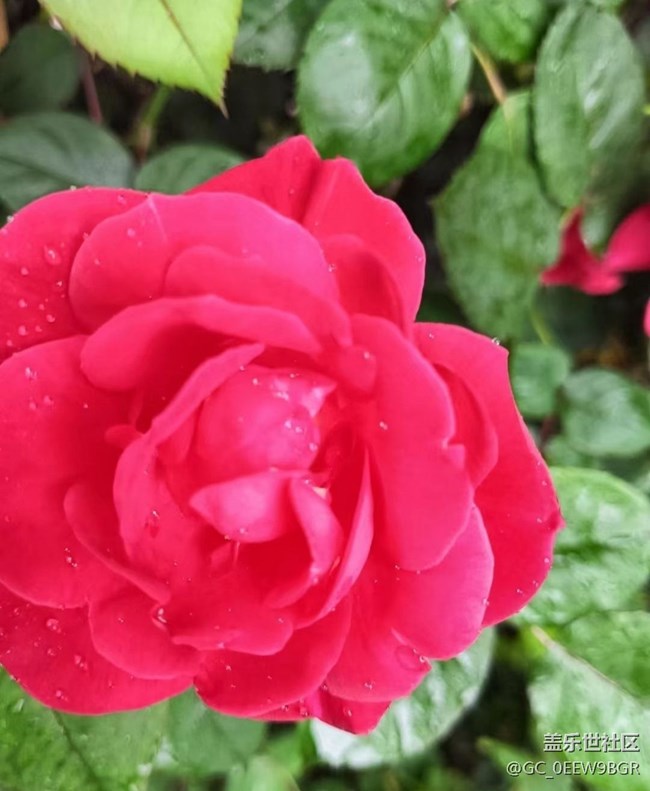 【春日盛景】花有約