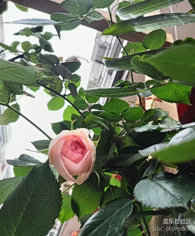 【春日盛景】花有約