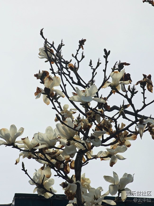 【拈花拾趣】花叢間間