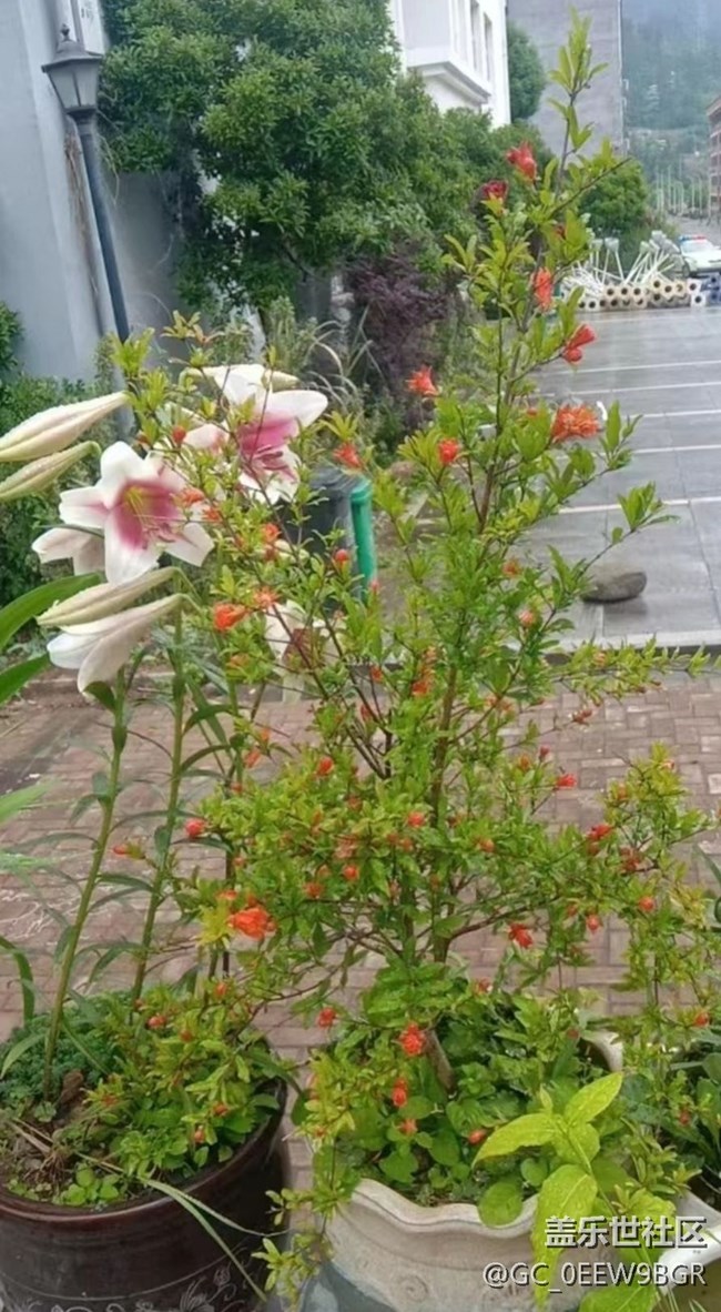 【春色撩人】種花