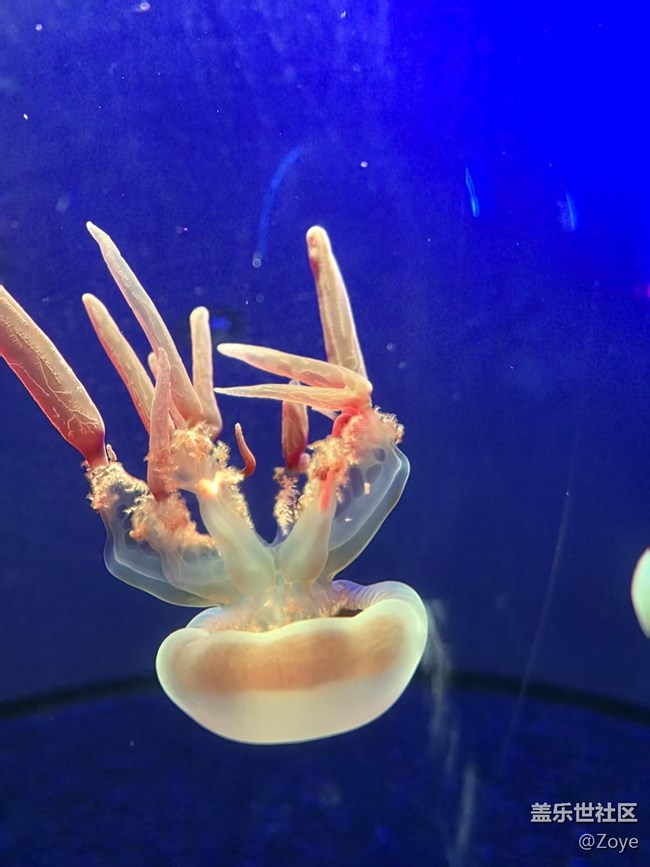 廈門星部落海洋王國線下攝影活動