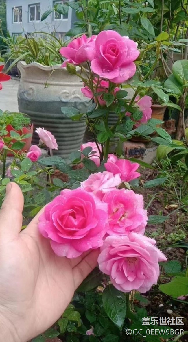 【春色撩人】種花
