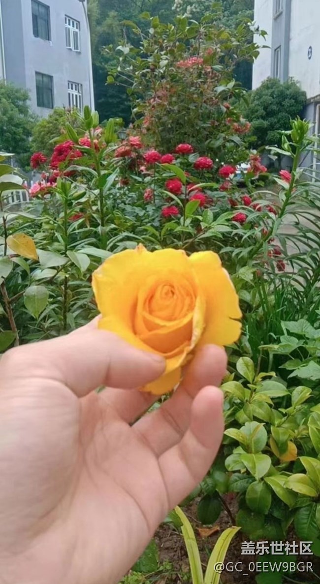 【春色撩人】種花