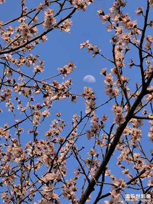 【慢想時(shí)光】花與月