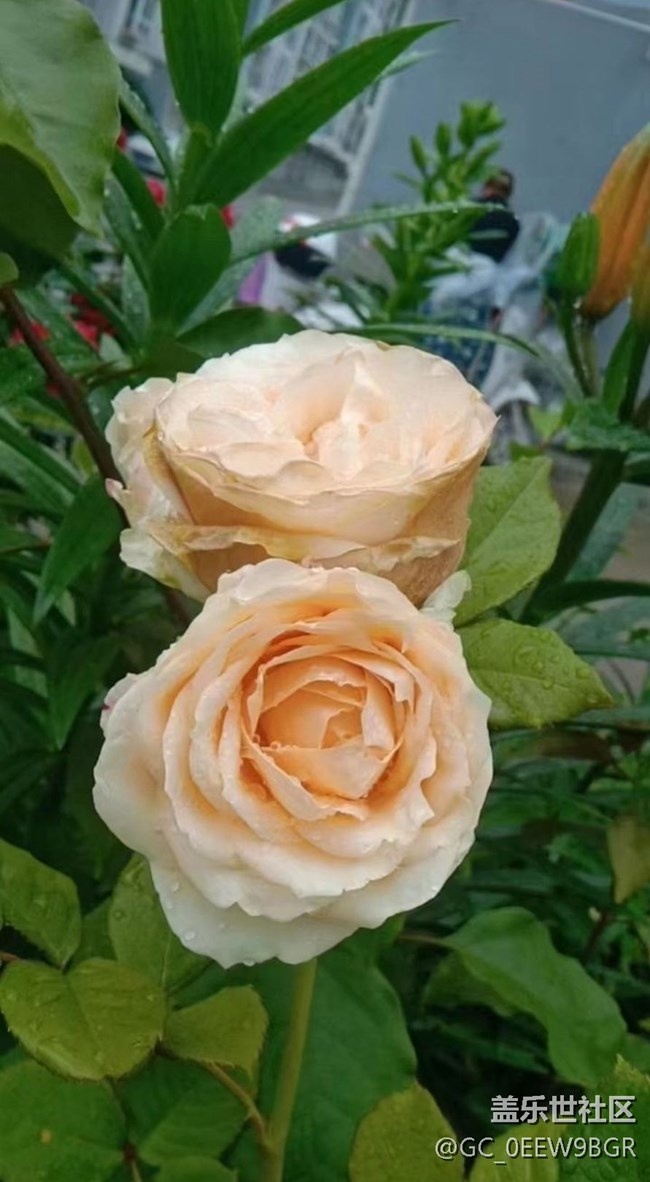 【春色撩人】種花