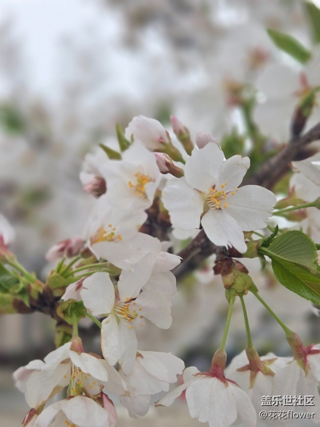 #擁抱大自然——白色櫻花