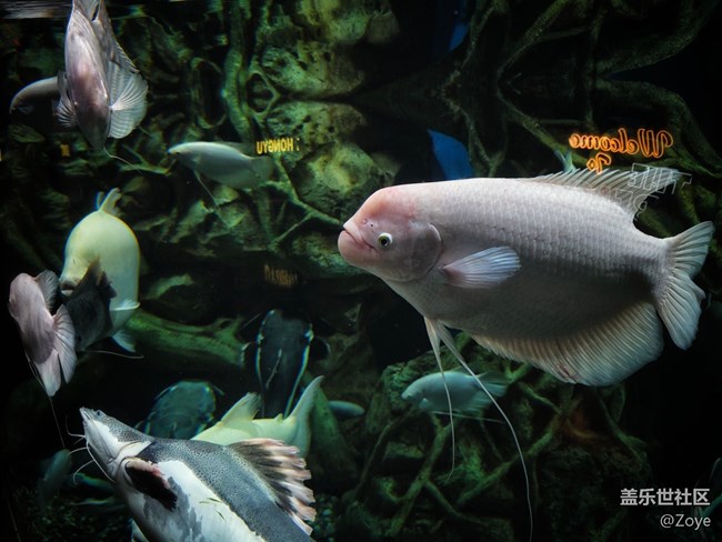 廈門星部落海洋王國線下攝影活動