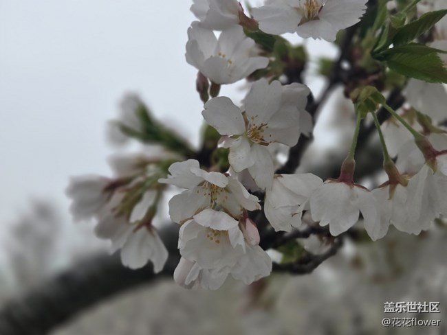 #擁抱大自然——白色櫻花