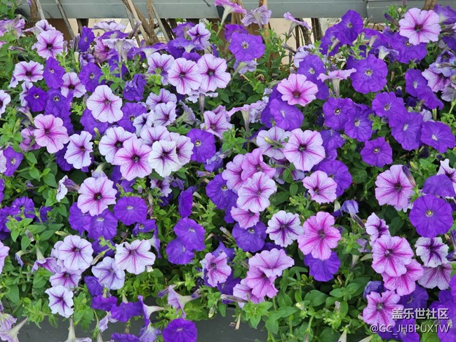 【花花世界】春日賞花