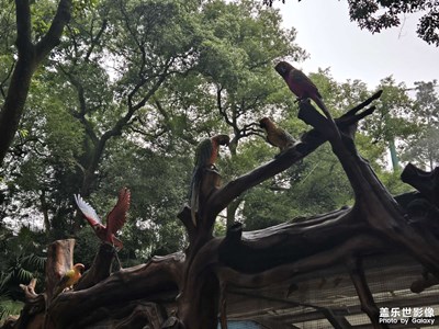 【慢想時(shí)光】+各種鳥