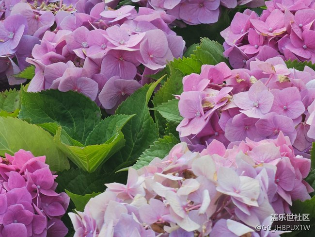 【花花世界】春日賞花