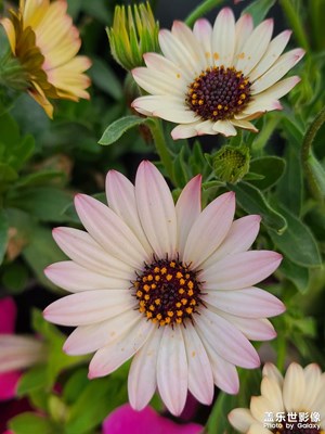 【慢想時光】+賞花