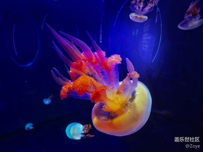 廈門星部落海洋王國線下攝影活動