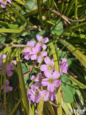 【慢想時光】陽光正好